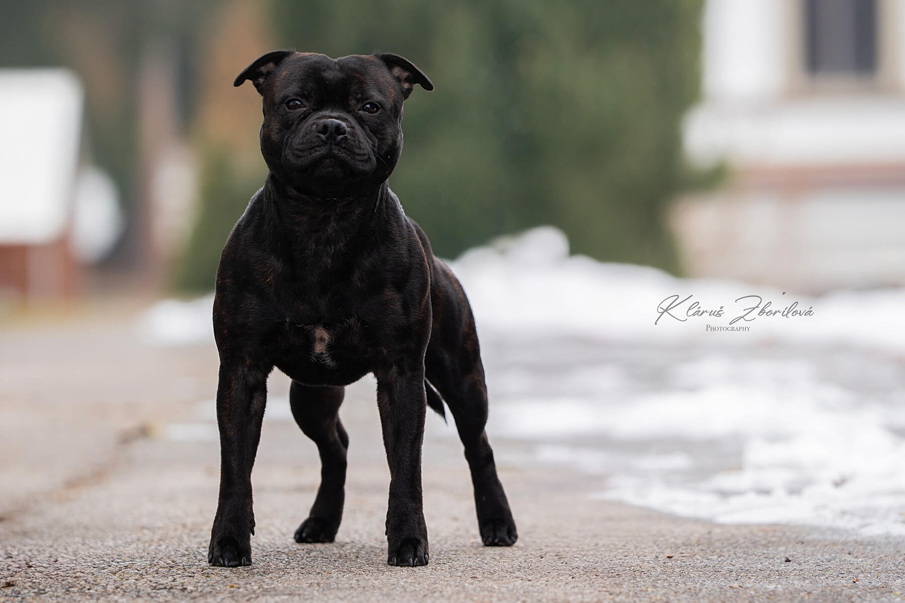 Domidar Dogs